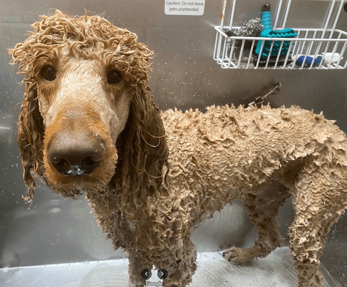 Pet grooming showcase 3