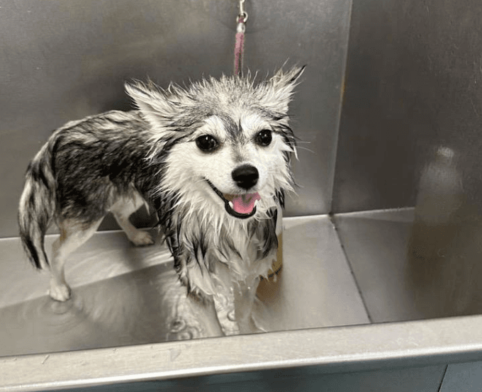 Pet grooming showcase 4