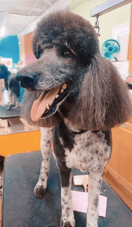 Pet grooming showcase 6